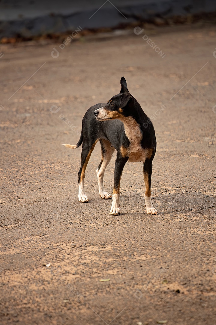 Animal mamífero cachorro abandonado na rua à tarde