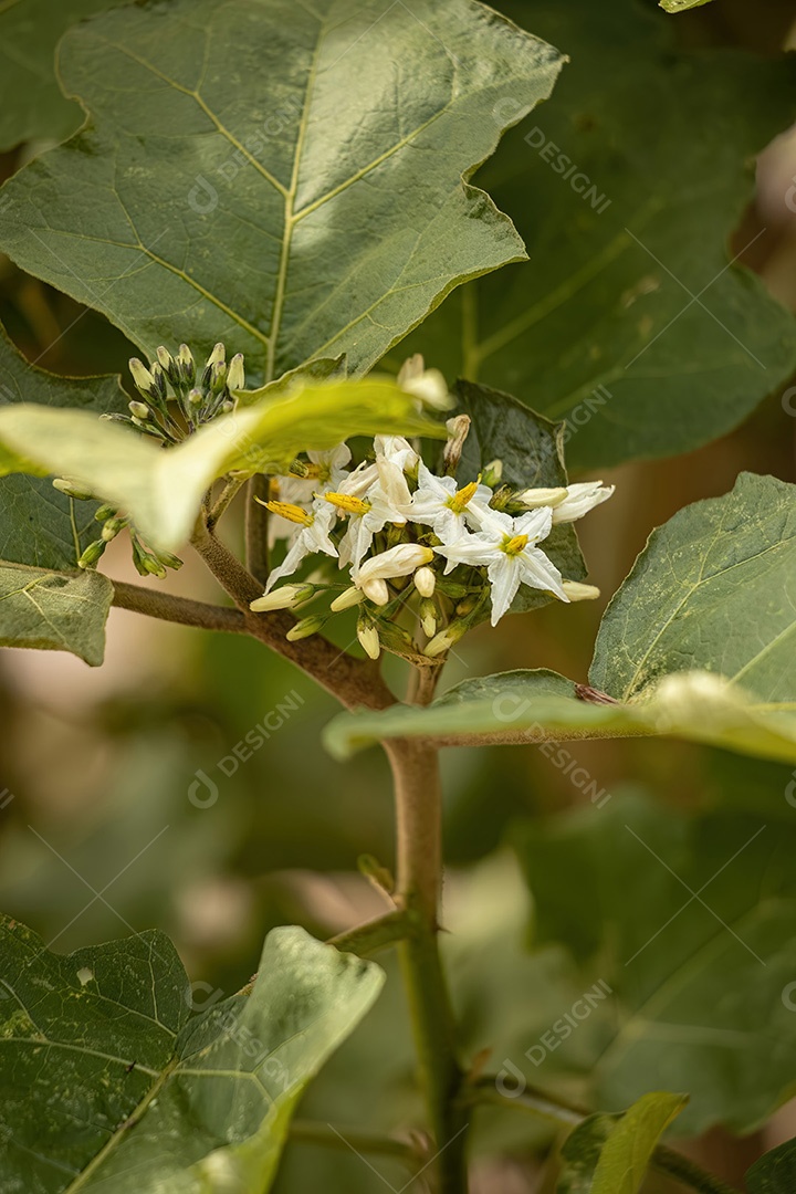 Planta com flor da espécie Solanum torvum comumente conhecida como jurubeba uma beladona comum em quase todo o Brasil