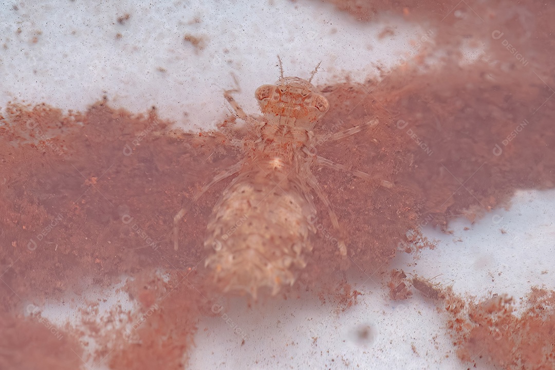 Pequena Libélula Ninfa Inseto da Ordem Odonata