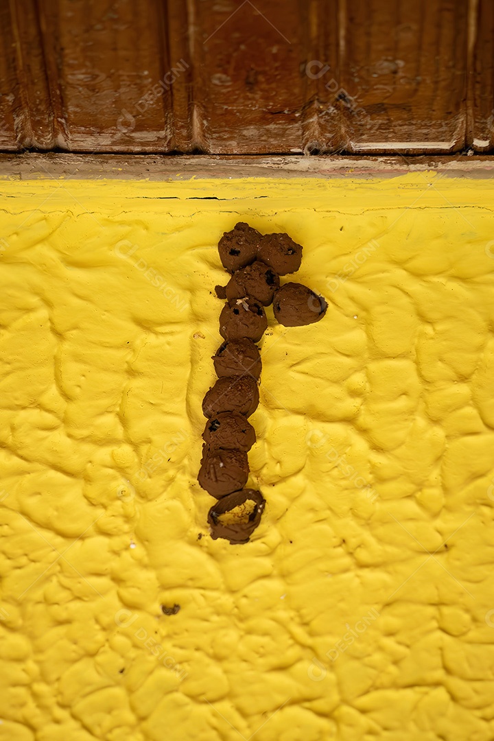 Casa da Vespa de Oleiro da Subfamília Eumeninae