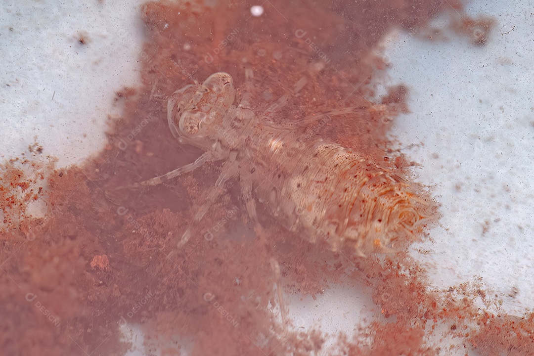 Pequena Libélula Ninfa Inseto da Ordem Odonata