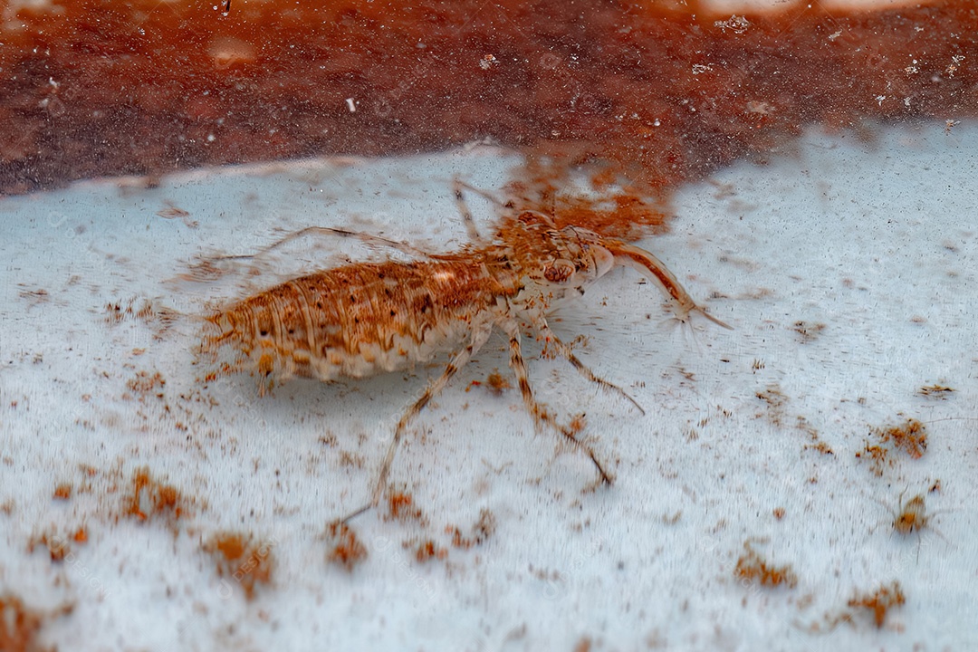 Pequena Libélula Ninfa Inseto da Ordem Odonata atacando uma Larva de Inseto Mosquito Culicine da Subfamília Culicinae