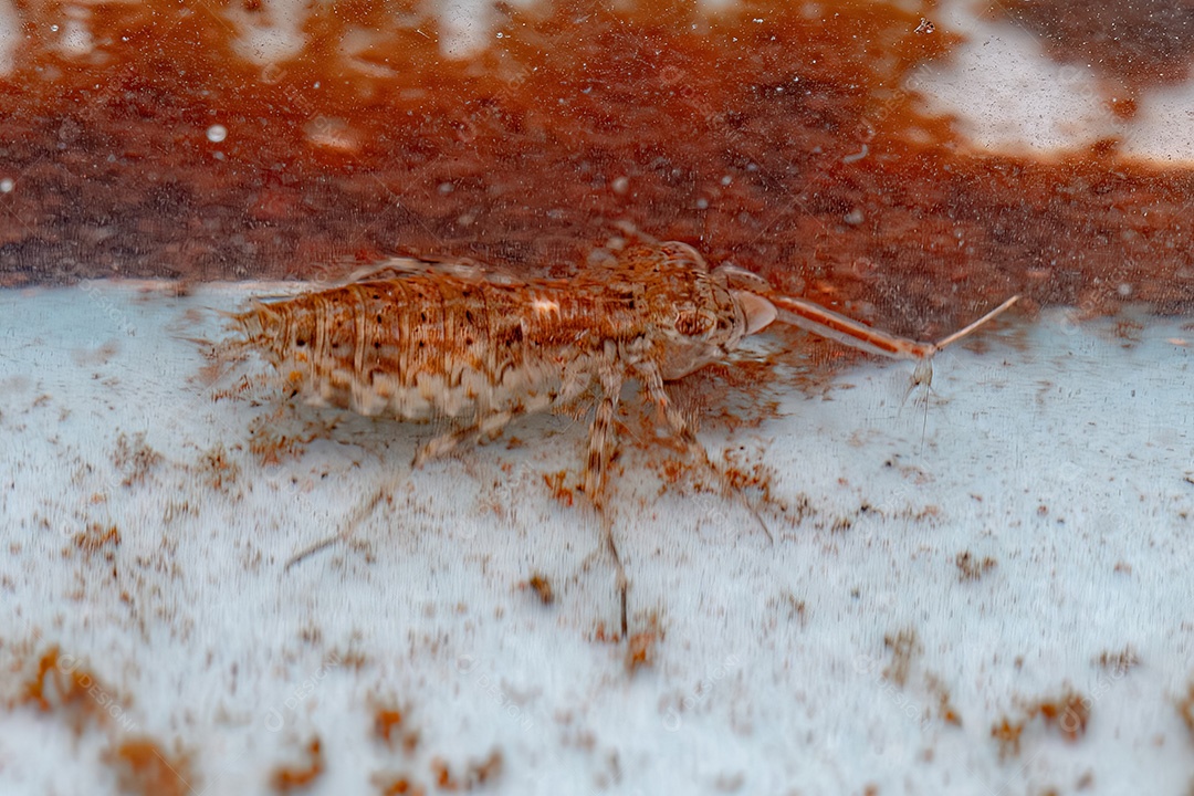 Pequena Libélula Ninfa Inseto da Ordem Odonata atacando uma Larva de Inseto Mosquito Culicine da Subfamília Culicinae