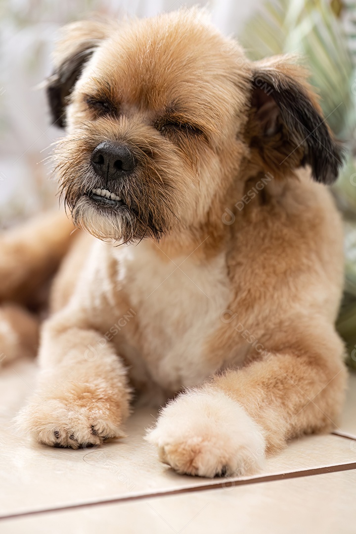 Rosto de cão doméstico de raça mista