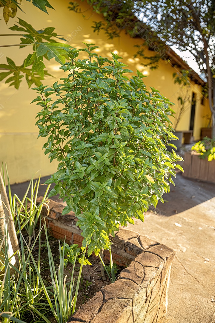 Manjericão Planta da espécie Ocimum basilicum