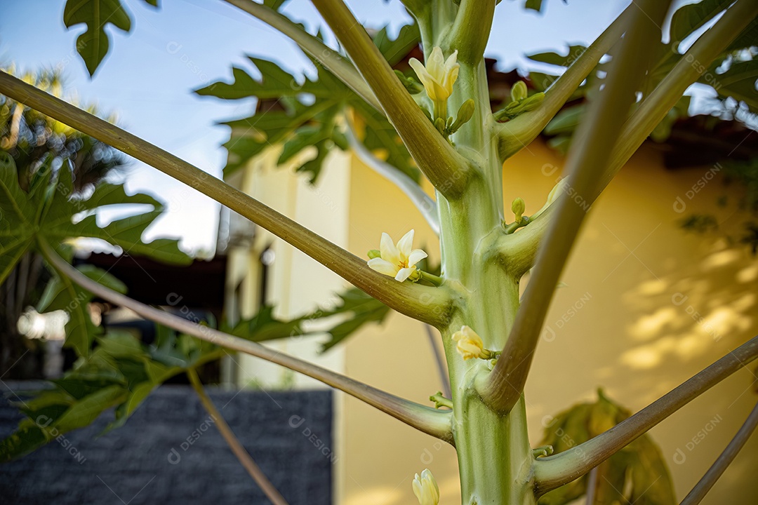 Flor de mamão branco em uma árvore de mamão com foco seletivo