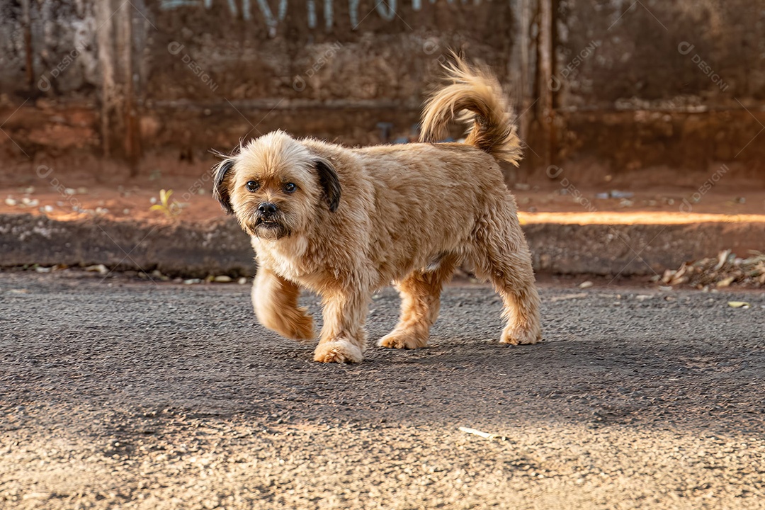 Animal mamífero cachorro abandonado na rua à tarde