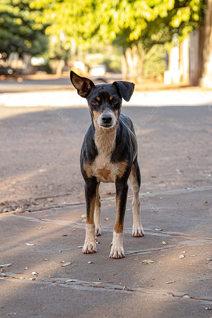 Animal mamífero cachorro abandonado na rua à tarde