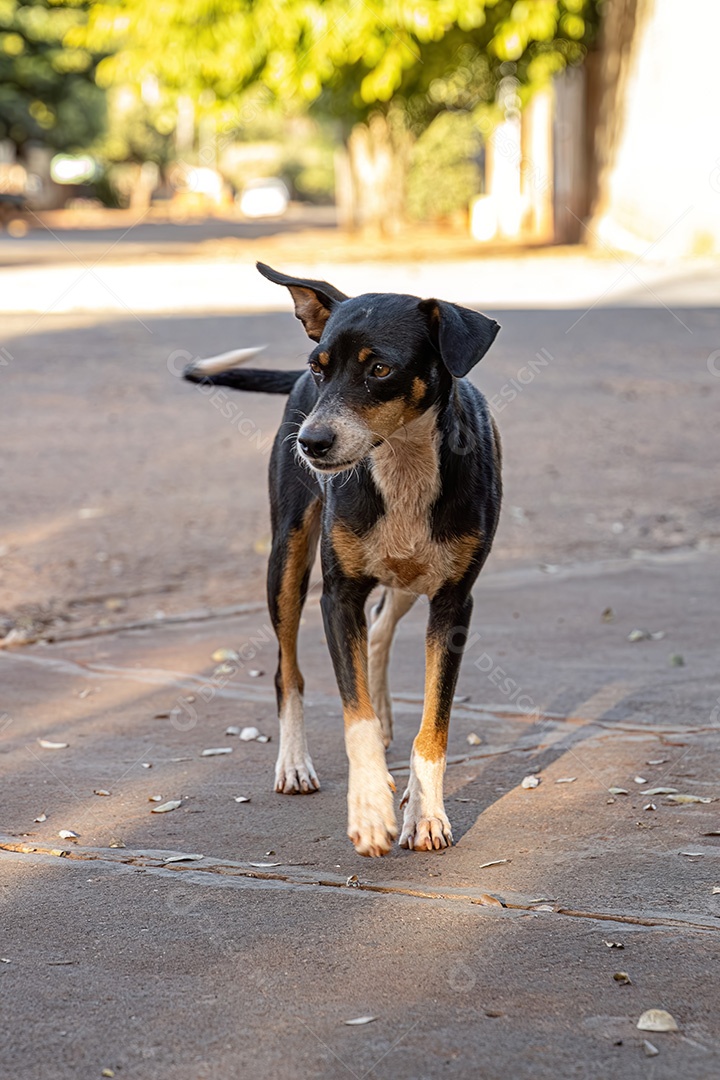 Animal mamífero cachorro abandonado na rua à tarde