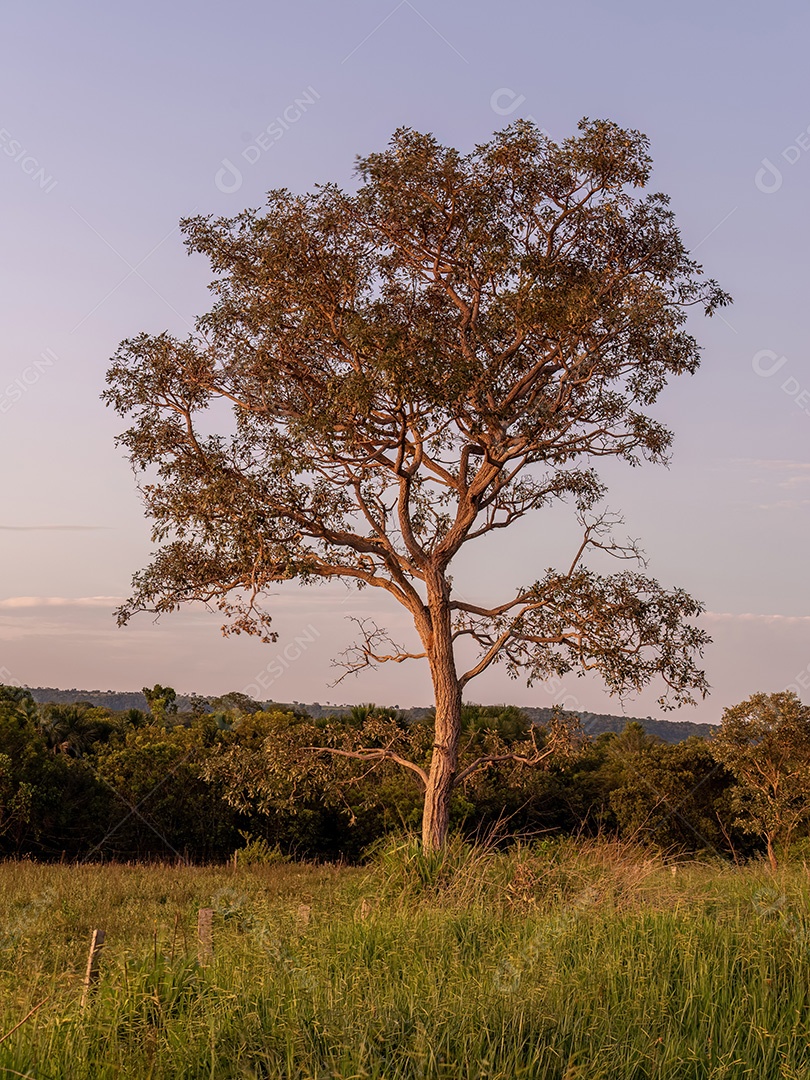 Árvore angiosperma com poucas folhas ao pôr do sol