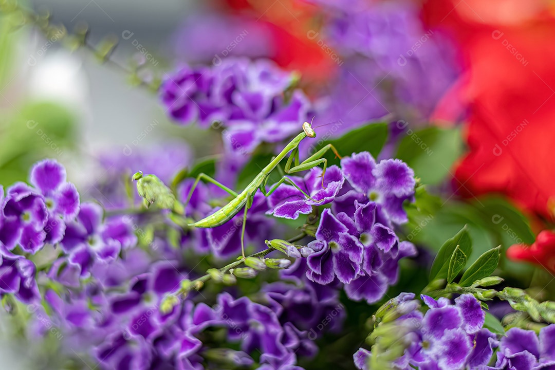 Ninfa louva-a-deus pequena do gênero Oxyopsis