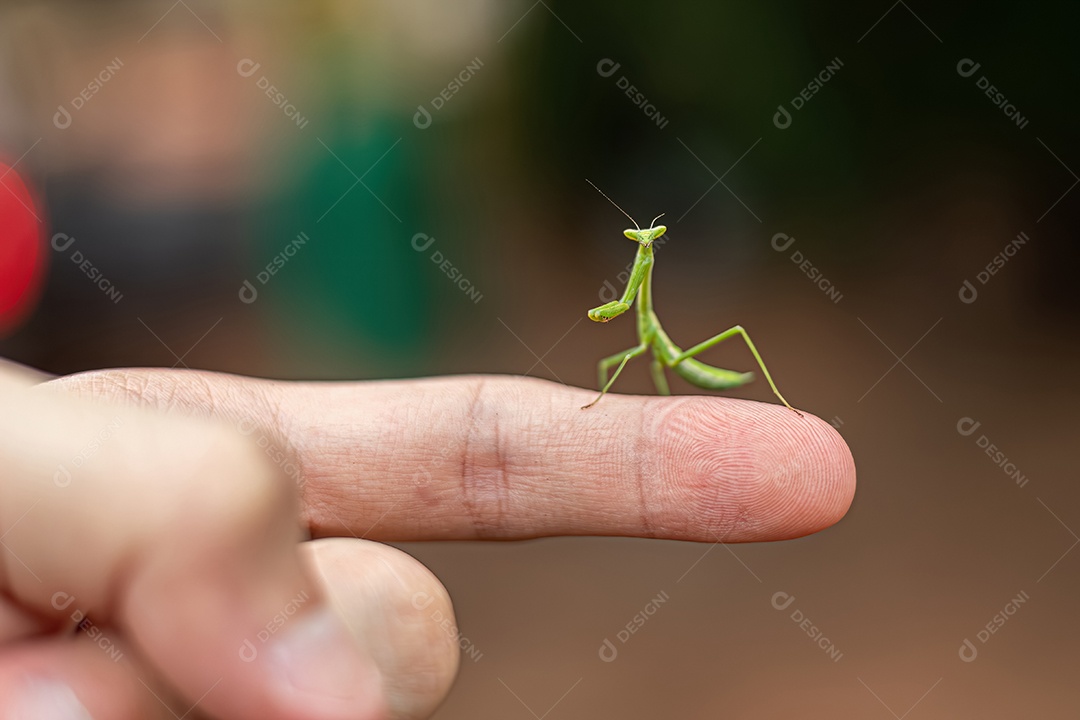 Inseto louva-a-deus pequeno no dedo