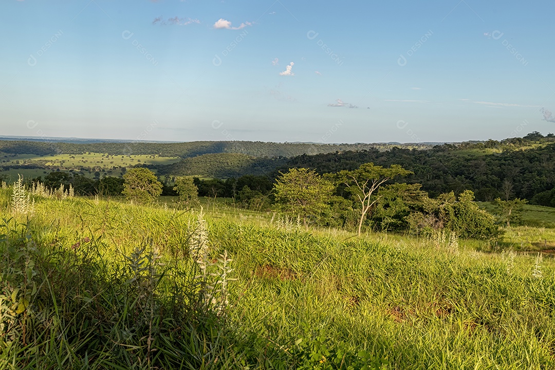 Campo de pastagem para criação de gado em uma fazenda no interior do Brasil