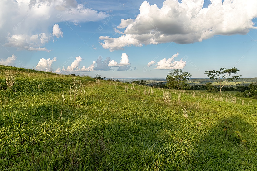 Campo de pastagem para criação de gado em uma fazenda no interior do Brasil