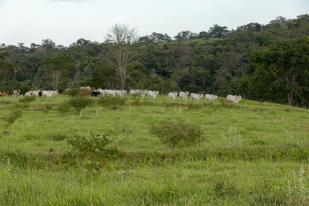 Campo de pastagem para criação de gado em uma fazenda no interior do Brasil