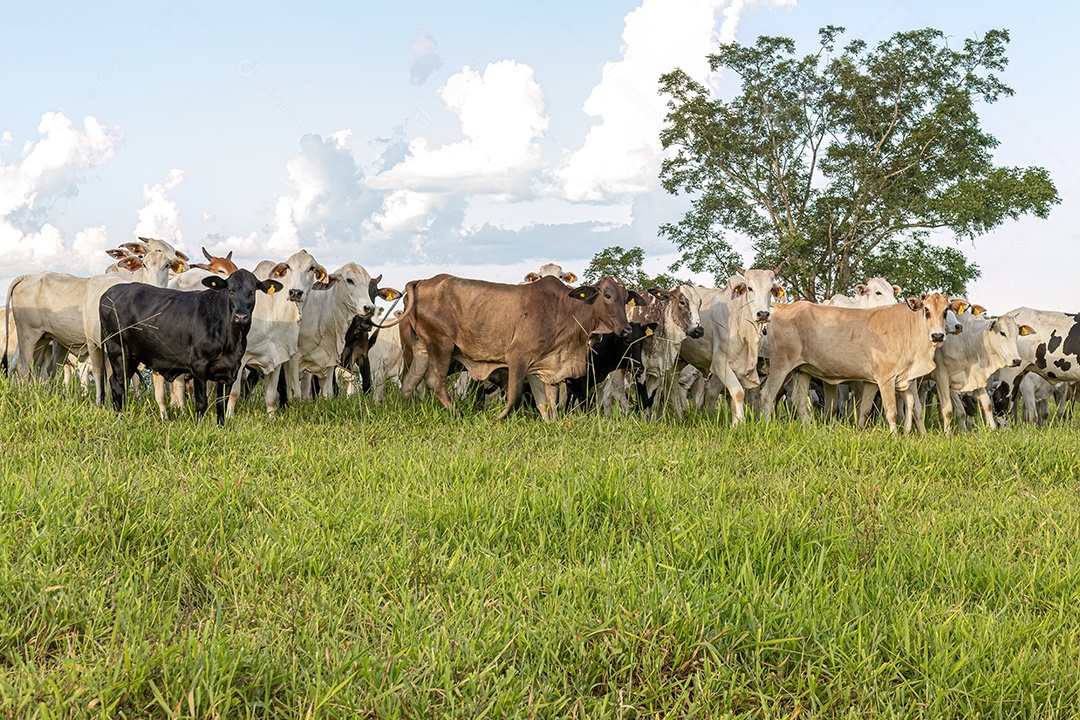 Vacas em um campo de pastagem para criação de gado em uma fazenda no interior do brasil