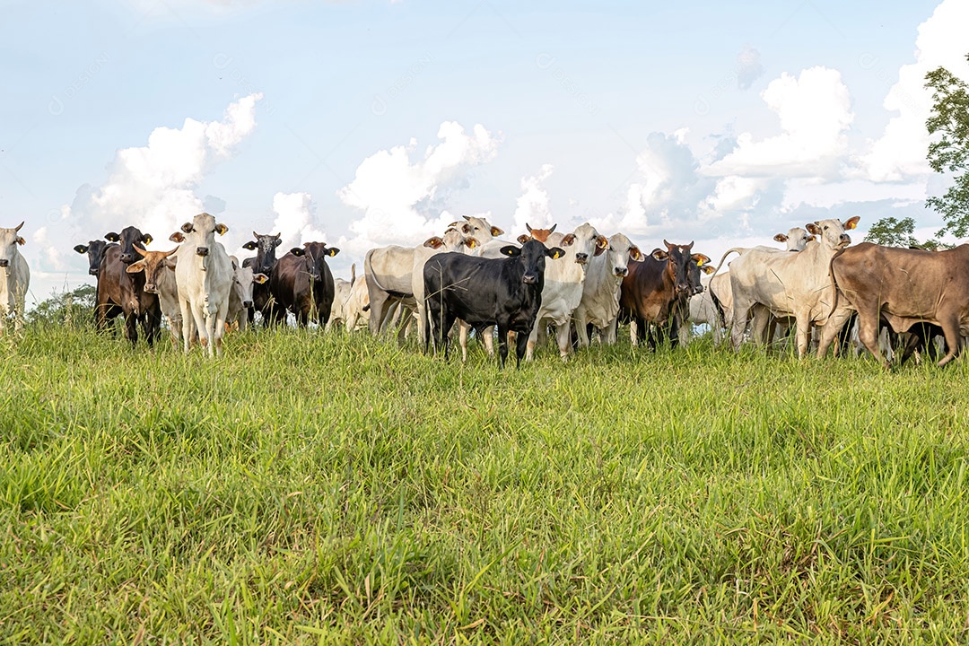 Vacas em um campo de pastagem para criação de gado em uma fazenda no interior do brasil