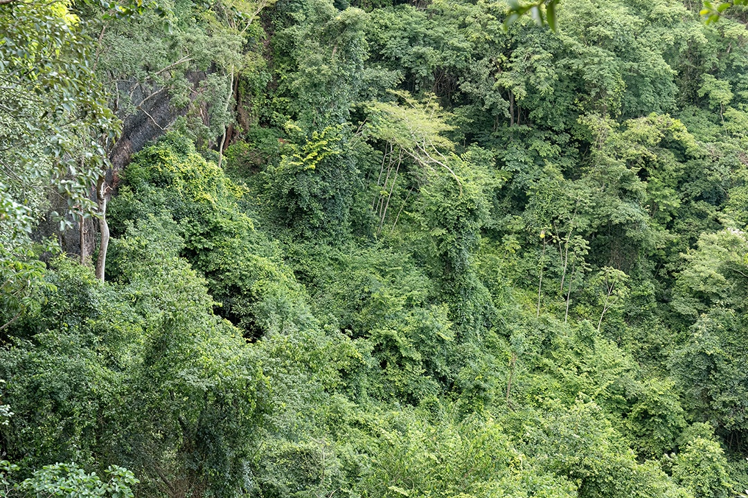 Vista superior do mirante da floresta verde de uma cachoeira alta