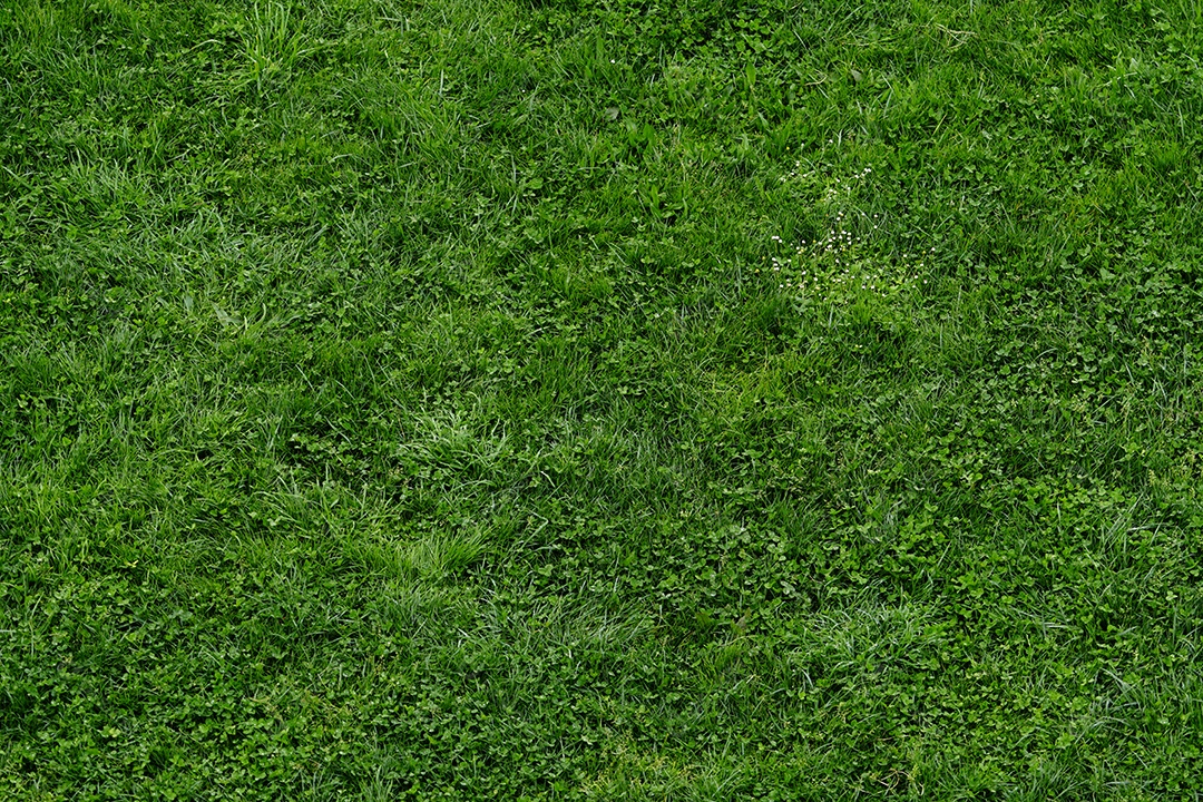 Fundo de textura de gramado de grama verde