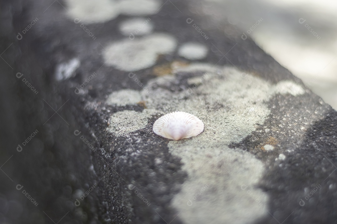 Conchas do mar de vários tipos em cima de pedra com fungos, luz natural.