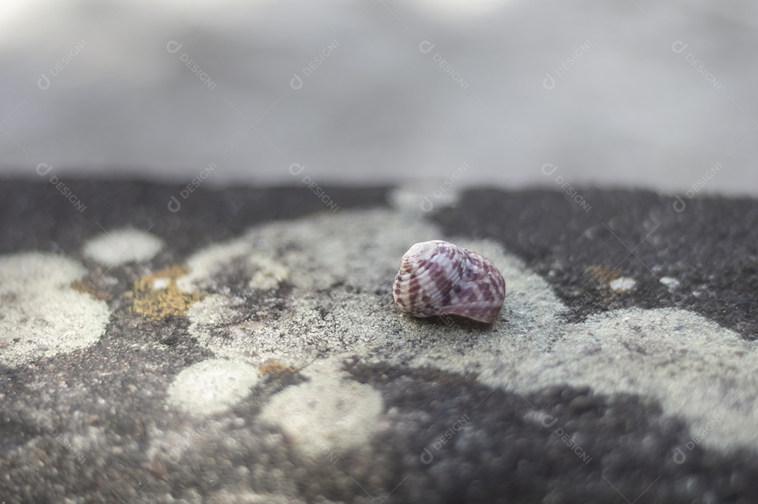 Conchas do mar de vários tipos em cima de pedra com fungos, luz natural.