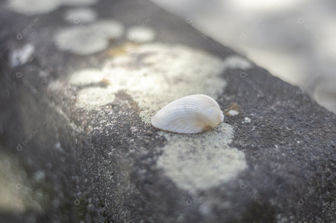 Conchas do mar de vários tipos em cima de pedra com fungos, luz natural.
