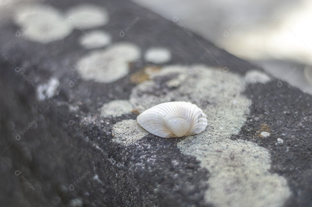 Conchas do mar de vários tipos em cima de pedra com fungos, luz natural.
