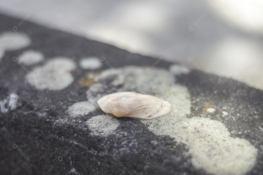 Conchas do mar de vários tipos em cima de pedra com fungos, luz natural.