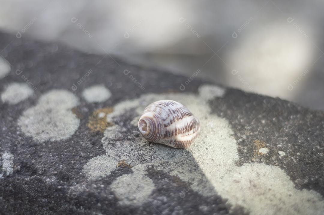 Conchas do mar de vários tipos em cima de pedra com fungos, luz natural.