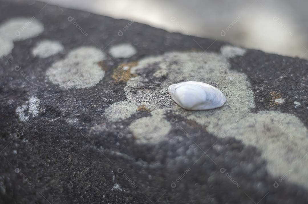 Conchas do mar de vários tipos em cima de pedra com fungos, luz natural.