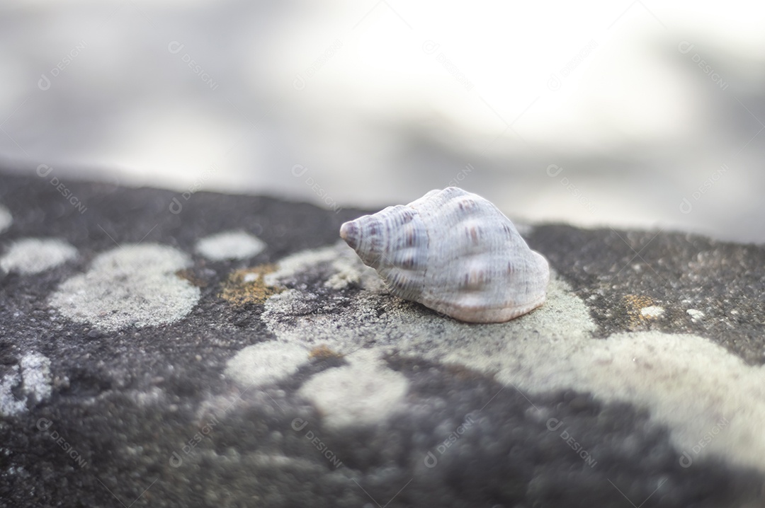 Conchas do mar de vários tipos em cima de pedra com fungos, luz natural.