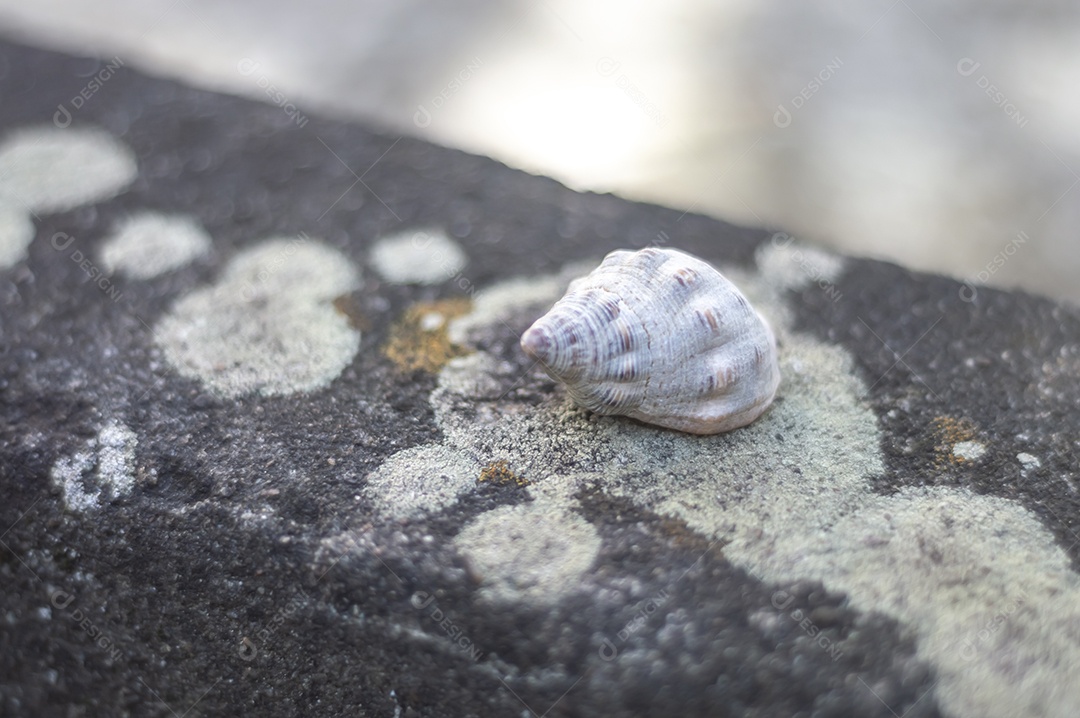 Conchas do mar de vários tipos em cima de pedra com fungos, luz natural.