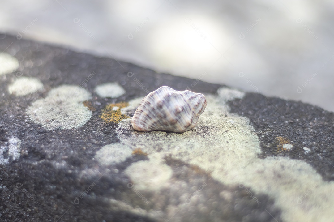 Conchas do mar de vários tipos em cima de pedra com fungos, luz natural.
