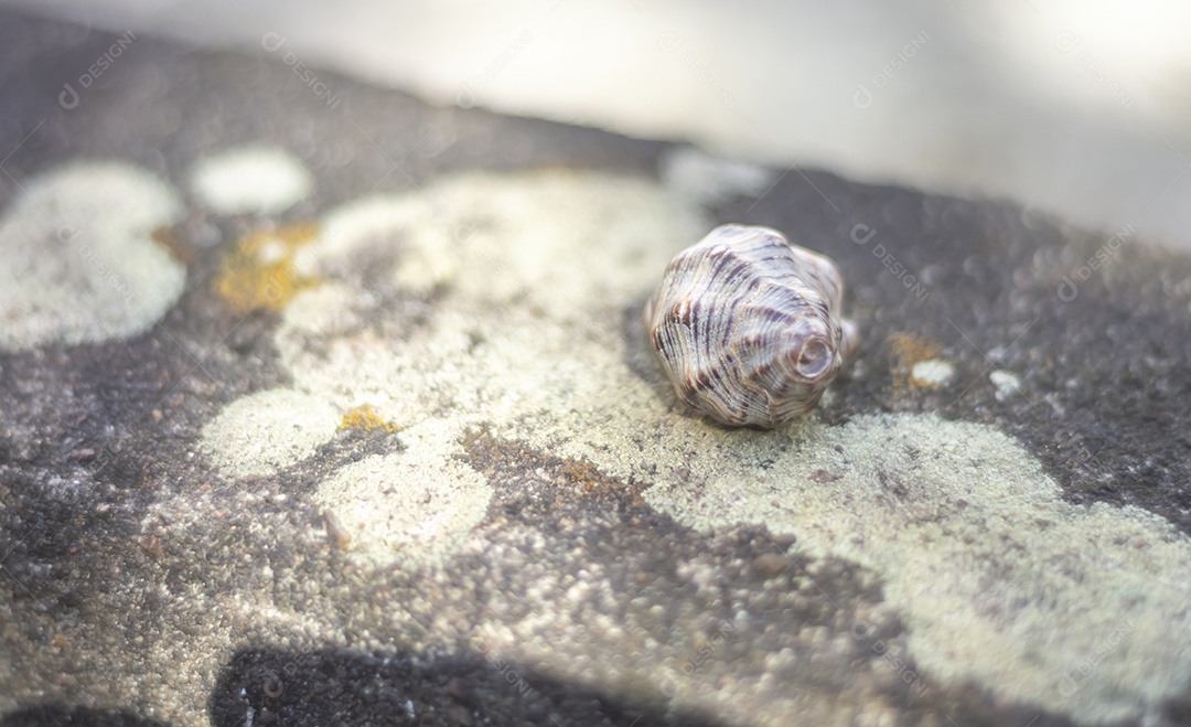 Conchas do mar de vários tipos em cima de pedra com fungos, luz natural.