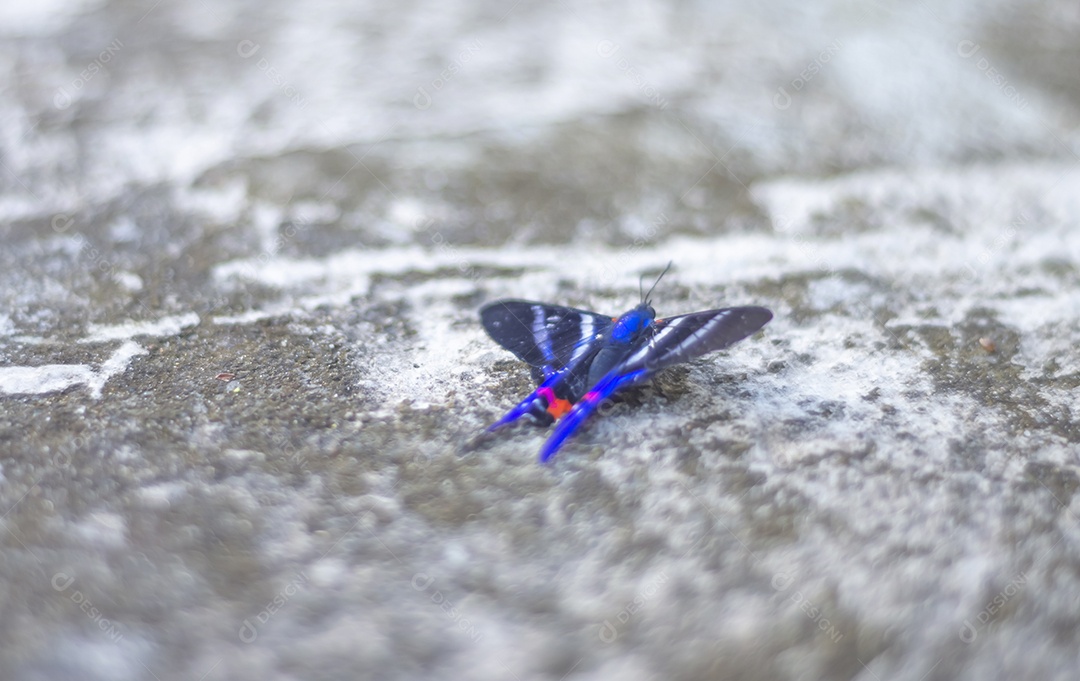 Borboleta azul em pé sobre uma pedra urbana feita de concreto, luz natural.
