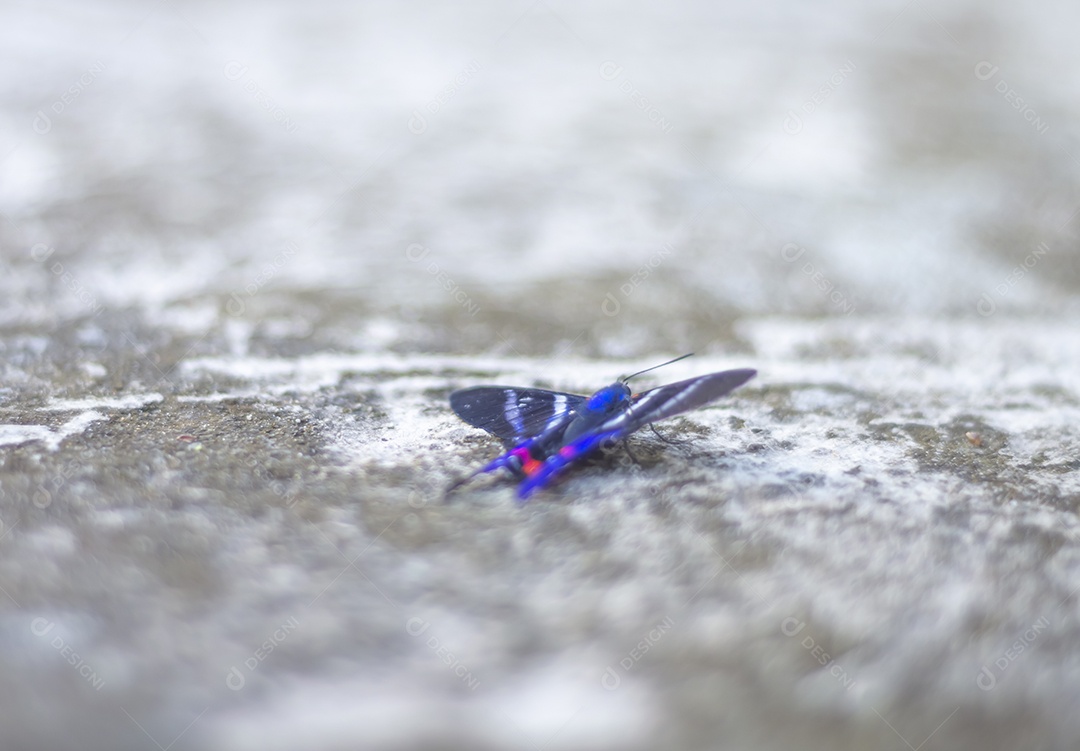 Borboleta azul em pé sobre uma pedra urbana feita de concreto, luz natural.