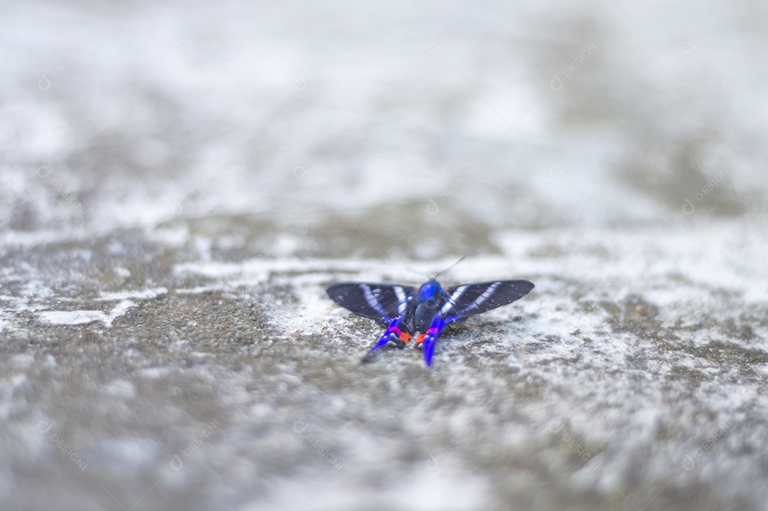 Borboleta azul em pé sobre uma pedra urbana feita de concreto, luz natural.