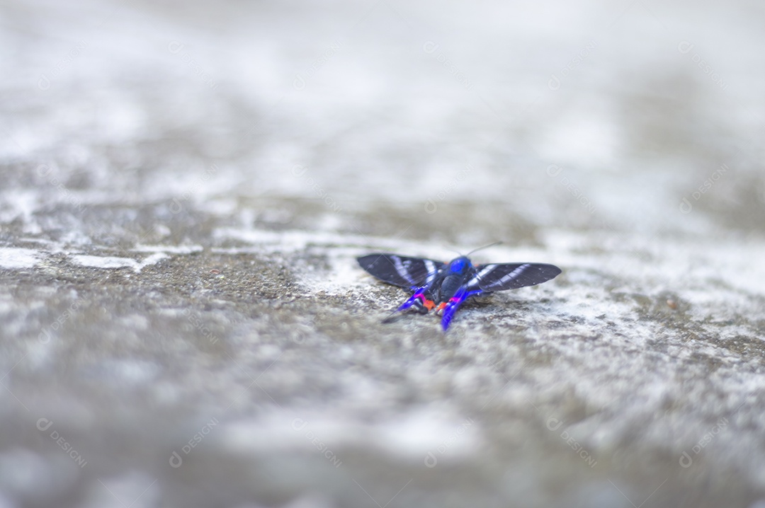 Borboleta azul em pé sobre uma pedra urbana feita de concreto, luz natural.