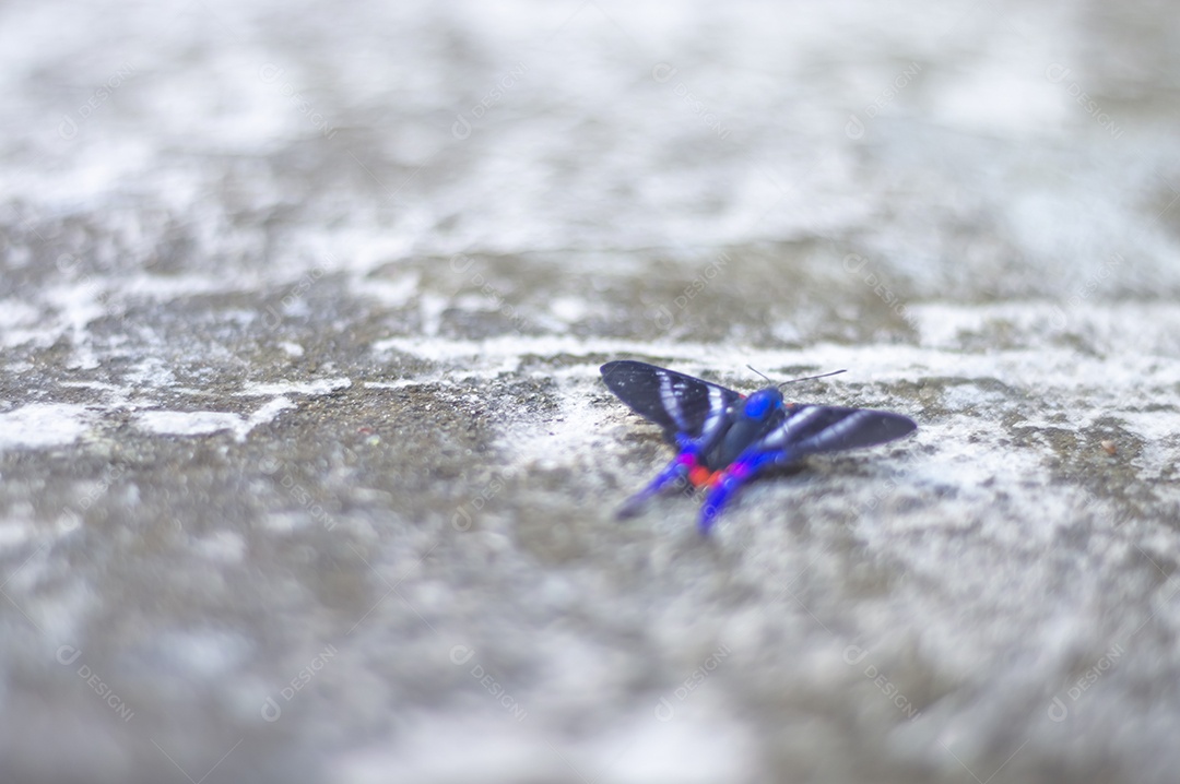 Borboleta azul em pé sobre uma pedra urbana feita de concreto, luz natural.