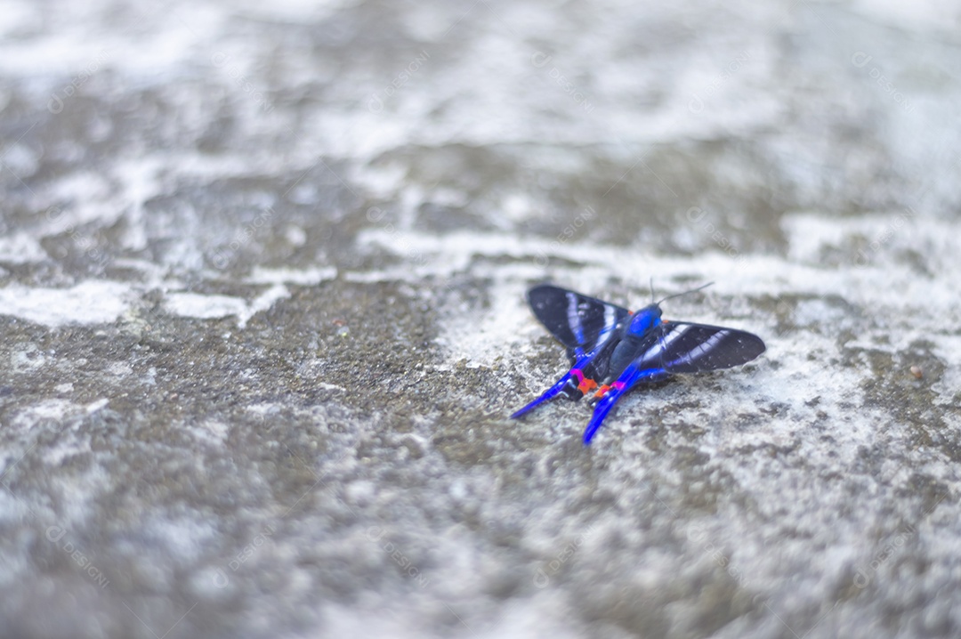 Borboleta azul em pé sobre uma pedra urbana feita de concreto, luz natural.