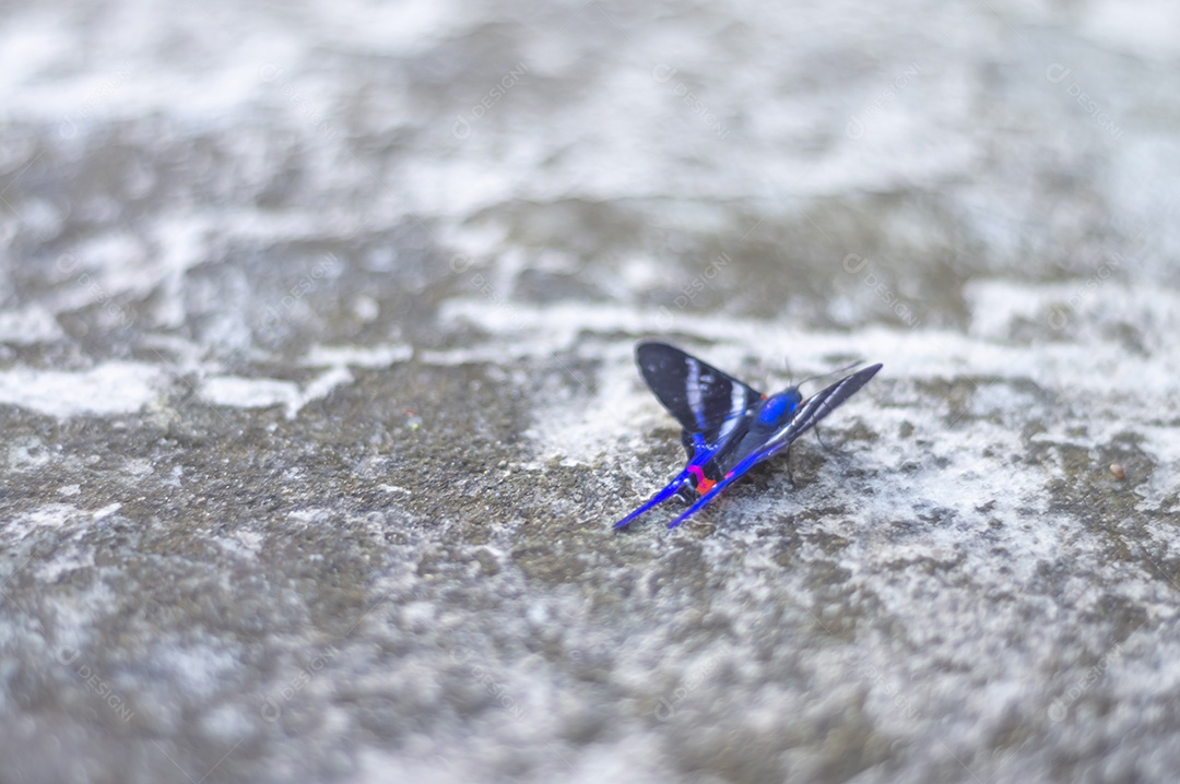 Borboleta azul em pé sobre uma pedra urbana feita de concreto, luz natural.
