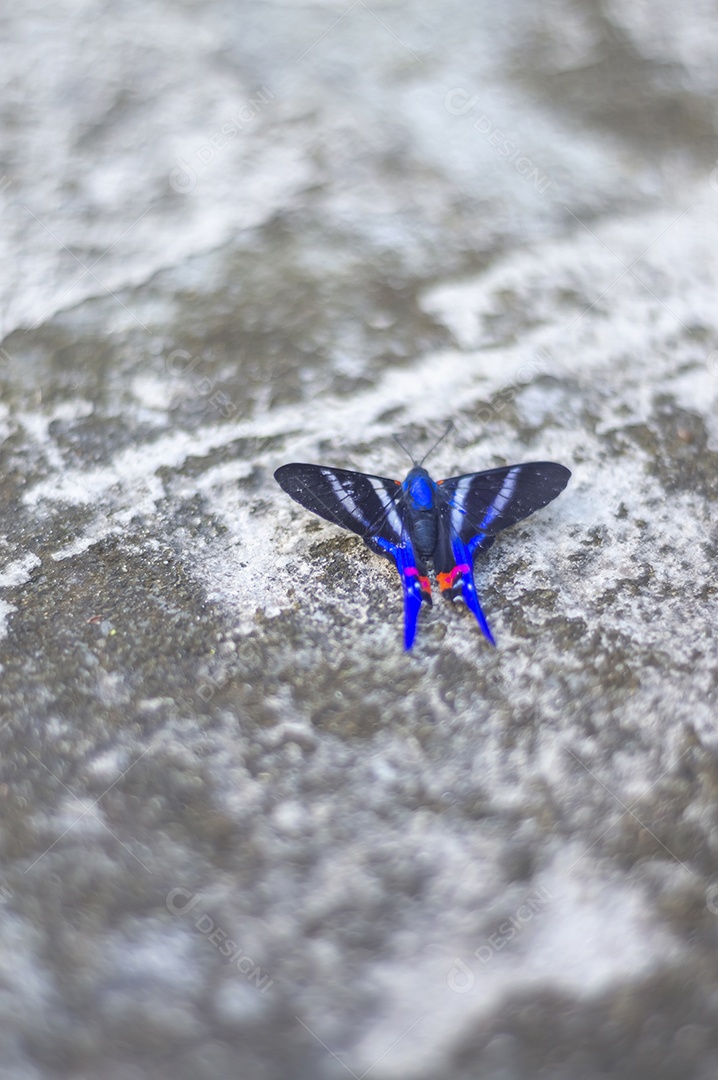 Borboleta azul em pé sobre uma pedra urbana feita de concreto, luz natural.