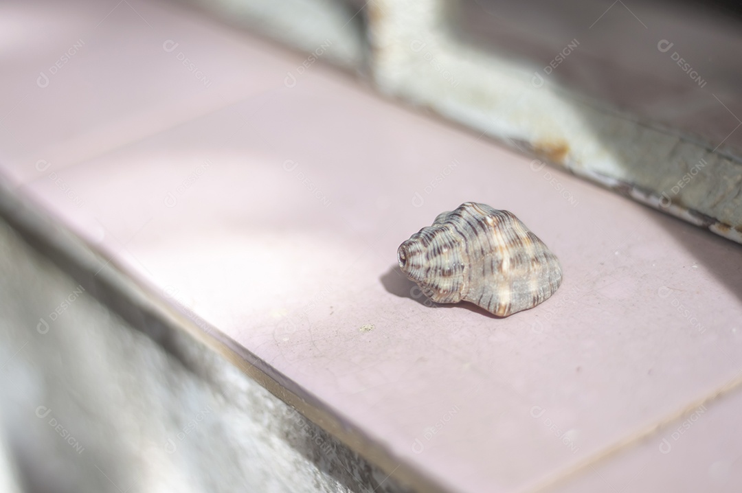Conchas do mar de vários tipos em cima de pedra com fungos, luz natural.