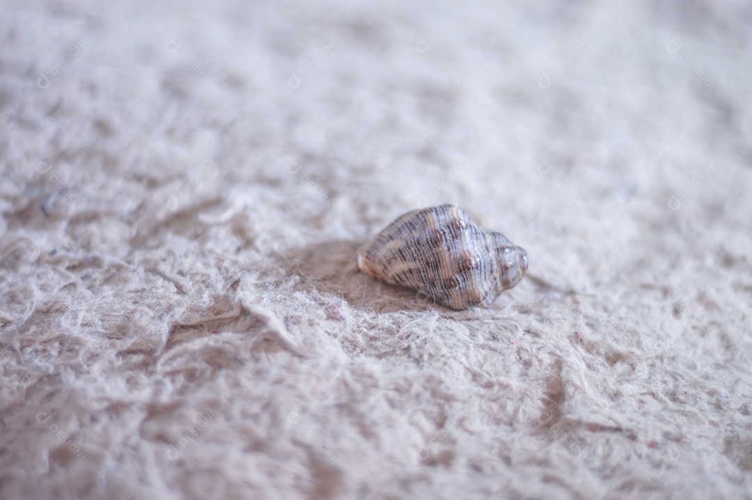Conchas do mar de vários tipos em cima de pedra com fungos, luz natural.