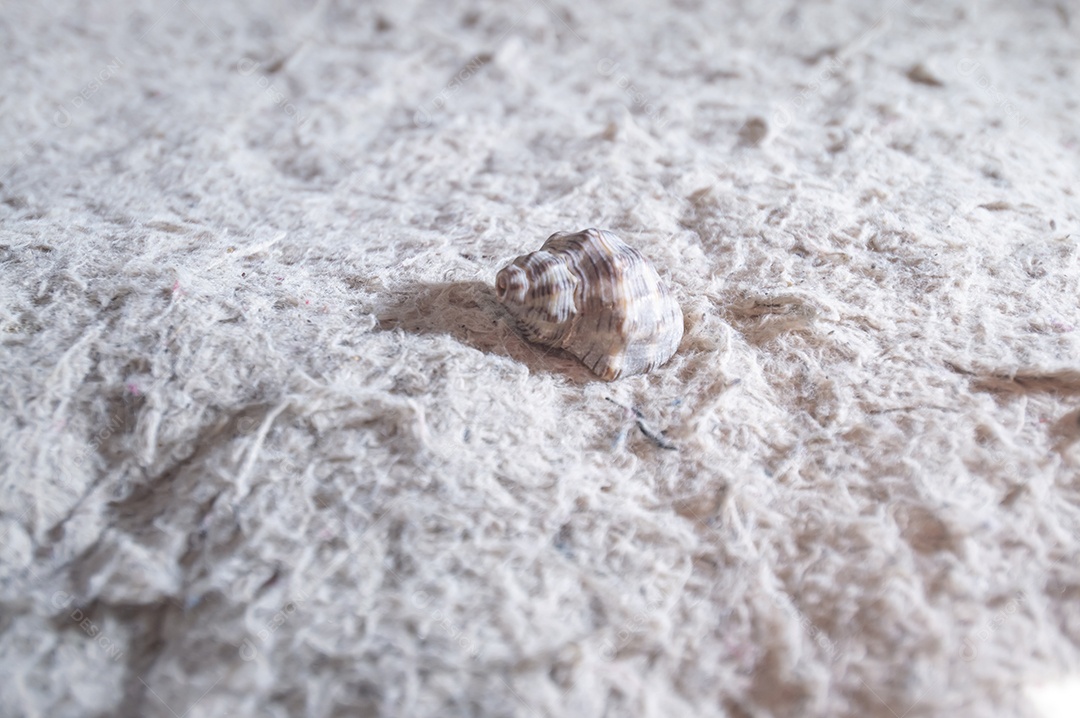 Conchas do mar de vários tipos em cima de pedra com fungos, luz natural.