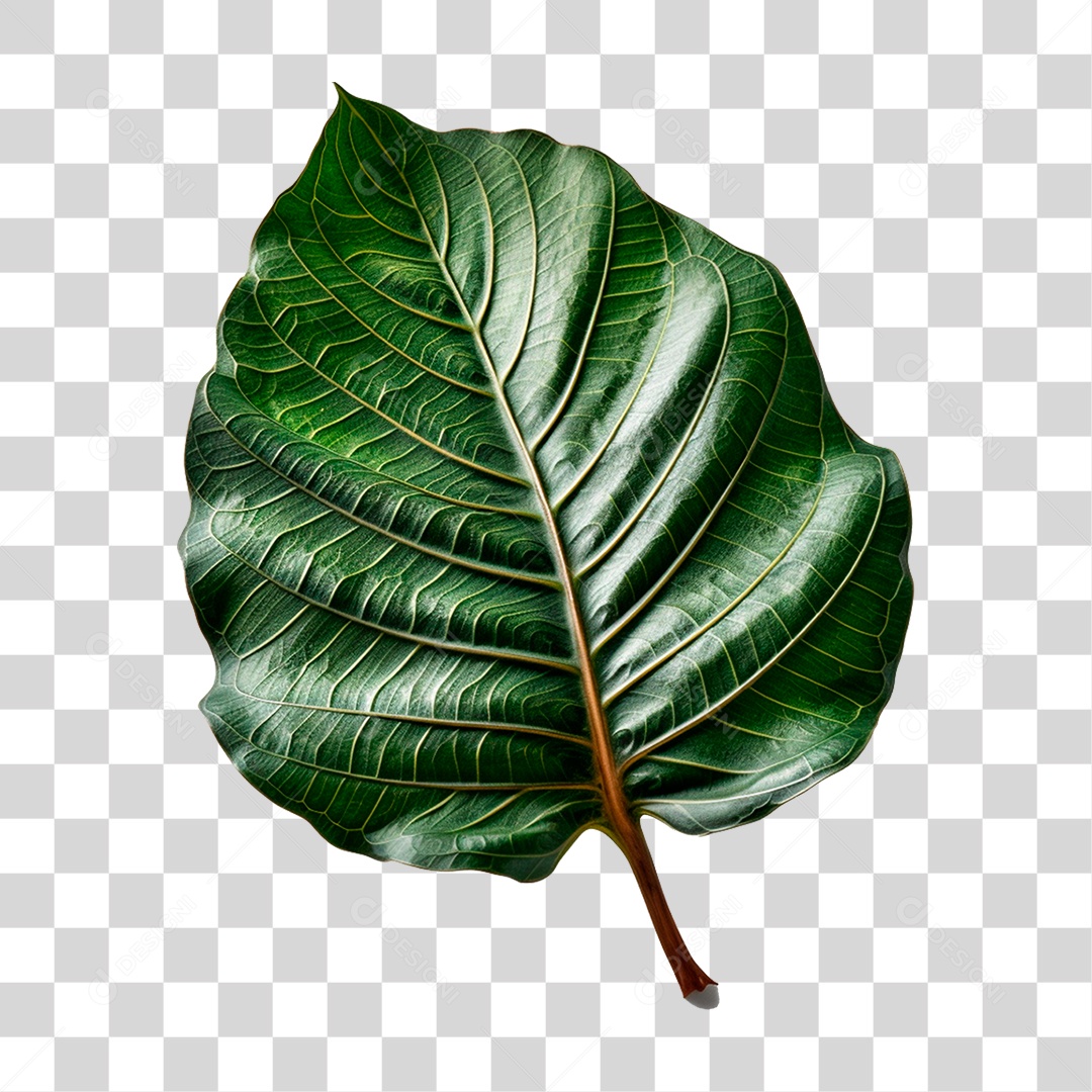 Folha Verde PNG Transparente