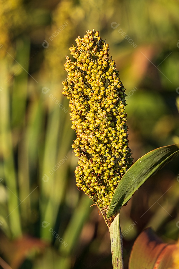 Plantação de sorgo em dia ensolarado
