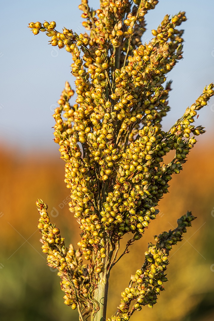 Plantação de sorgo em dia ensolarado