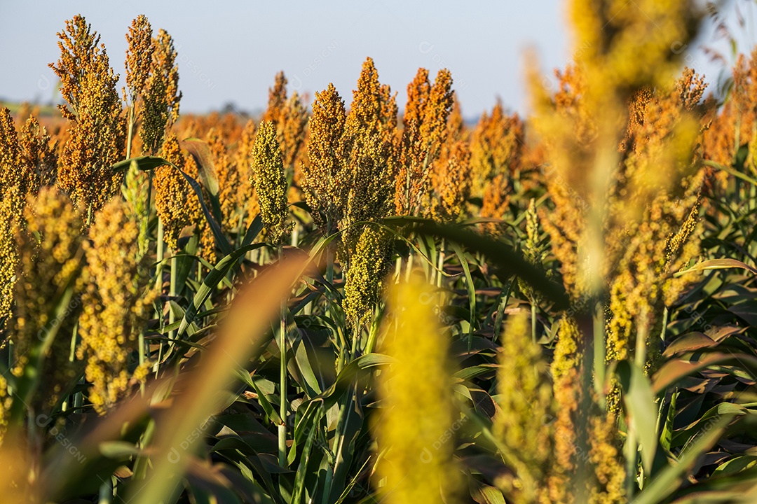 Plantação de sorgo em dia ensolarado