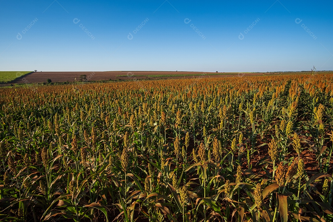 Plantação de sorgo em dia ensolarado.